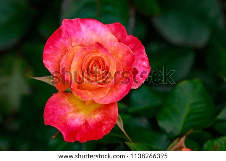 Fragrant Rose in Full Blossom. Washington Park Rose Garden, Portland, Oregon