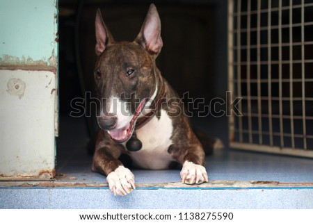 Miniature bull terrier relax at home