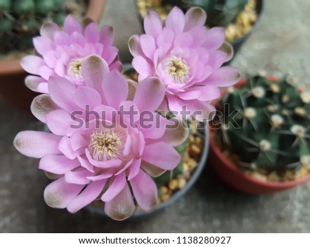 Pink cactus flower.( turbinicarpus valdezianus) on vintage wooden background. Top view/ selective focus/copy space