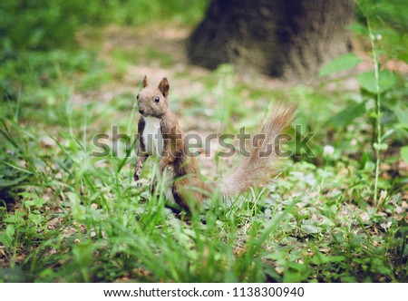 squirrel on the grass in the forest Royalty-Free Stock Photo #1138300940