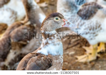 image of a young homemade gray duck on a rural farm