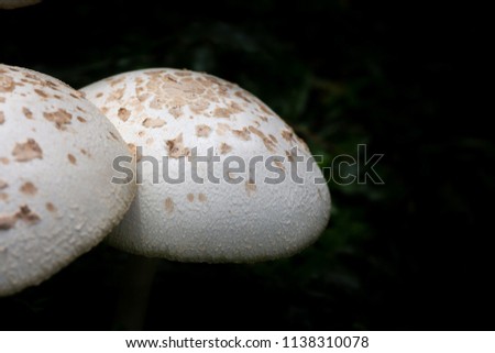 White mushrooms macro close up.