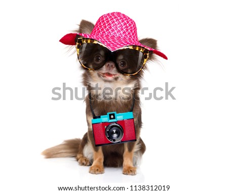 chihuahua dog looking so cool with fancy sunglasses  and photo camera ready for summer vacation