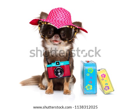 chihuahua dog looking so cool with fancy sunglasses  and photo camera ready for summer vacation, isolated on white background with luggage