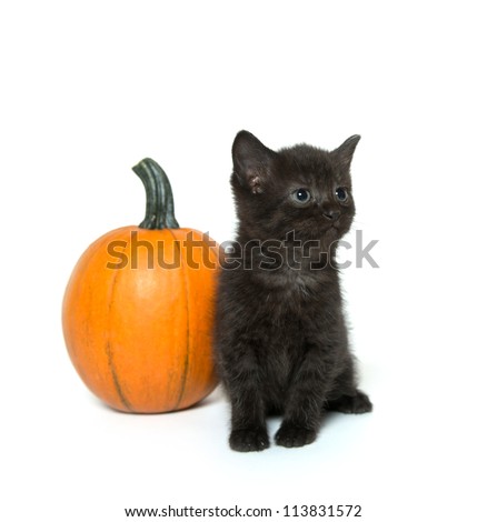 Cute baby black cat sitting next to pumpkin on white background