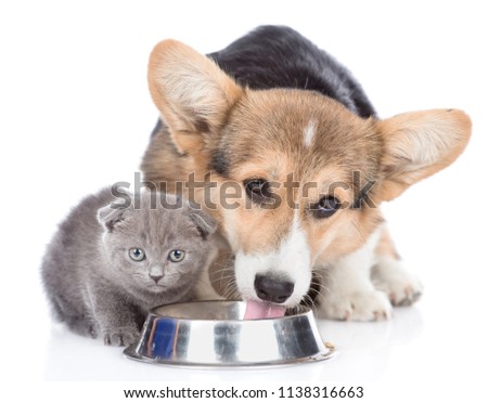puppy and kitten eat together from one bowl. isolated on white background