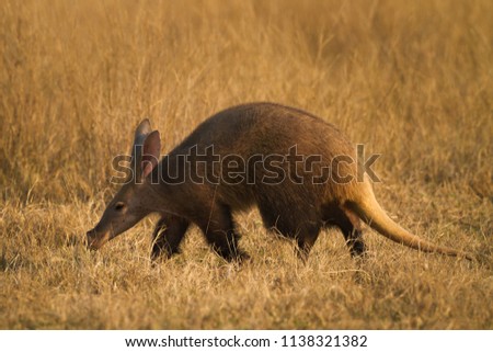 A nocturnal wild aardvark (erdvark) walks in the golden last light of the day seeking ants to eat in the Marakele National Park South Africa. The weird looking features have made this mammal famous. Royalty-Free Stock Photo #1138321382