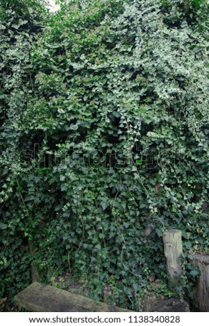 Ivy wall texture