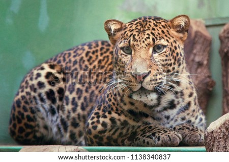 Portrait of a leopard