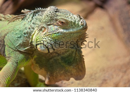 Green iguana portrait
