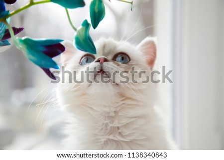 Scottish straight chinchilla point cat with blue eyes. Blue flowers. 