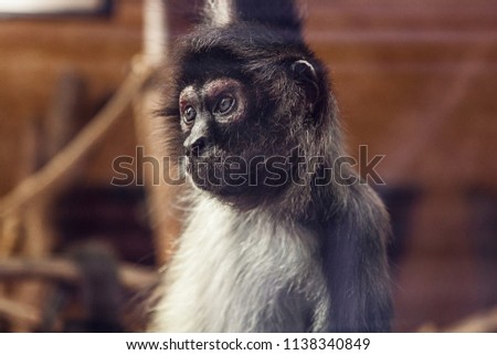 Portrait of a small monkey.