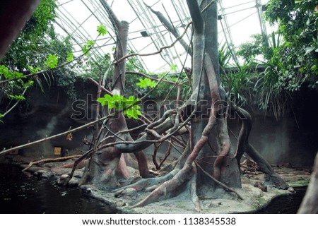 Big tree roots. Mangrove