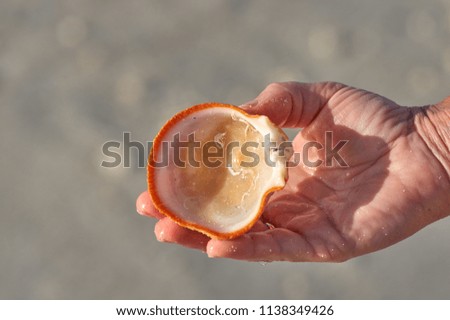 The hand holds a large sea shell on the background of water 