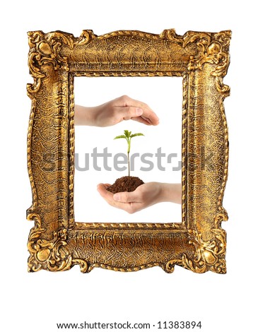 old antique gold frame with plant in a hand isolated on white background