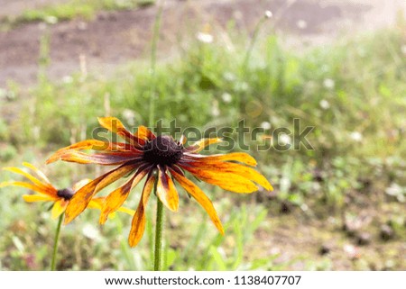 Orange flower with large petals on the background of summer grass