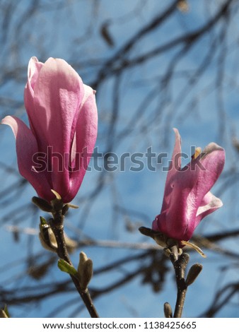 Two magnolia flowers against blue sky