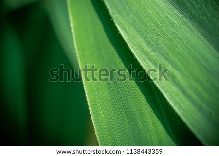 Macro Photo Of Leaf Texture