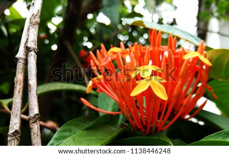 taken this picture of ixoria coccinea flower in my garden after a heavy rain