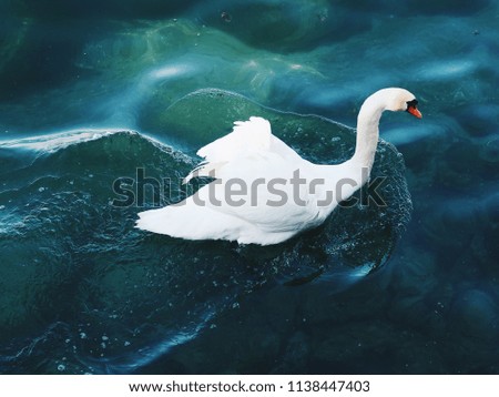 Swan swimming in a beautiful clear green blue lake in Switzerland