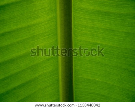 Close-up photos of Banana leaf