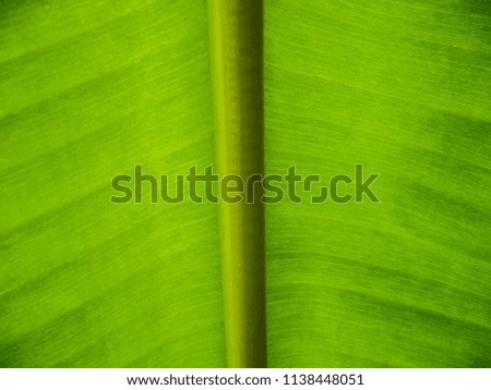 Close-up photos of Banana leaf