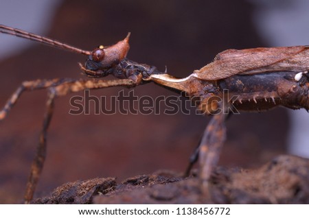 The-giant-prickly-stick-insect Stock Photos And Images - Avopix.com