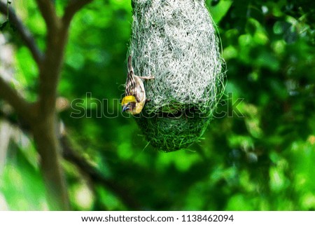 Weaver Bird Nesting, Birds of Thailand 