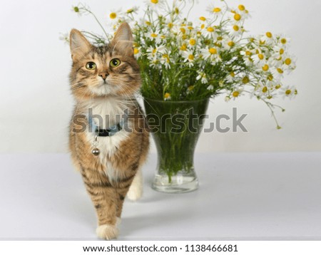 Cute tabby colored long-haired tabby colored kitten posing near the beautiful bouquet of camomiles in glass vase against white background. 