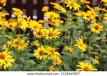 daisies yellow flowers