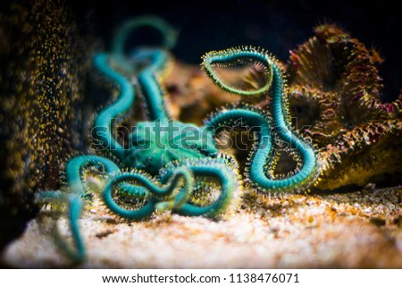 Brittle star in aquarium (Ophiuroidea) Royalty-Free Stock Photo #1138476071