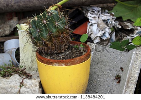 old cactus picture