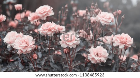 
Pink roses in the garden of pink roses. Royalty-Free Stock Photo #1138485923
