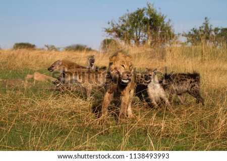 Lion and Hyenas battle over a warthog kill.