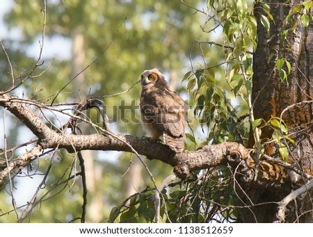 Great Horned Owl (juvenile)