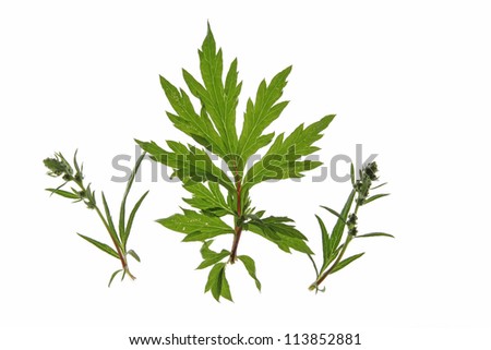 Common mugwort (Artemisia vulgaris) isolated against a white background