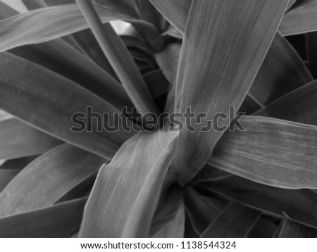 Yucca Plant Leaves - Black & White Macro               