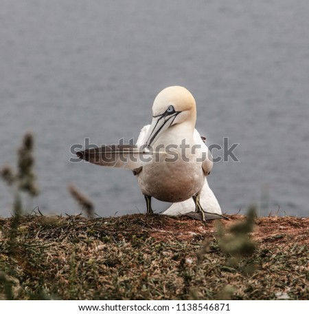 Seabird holding a feather. Picture of the gannet was taken in Helgoland, Germany.