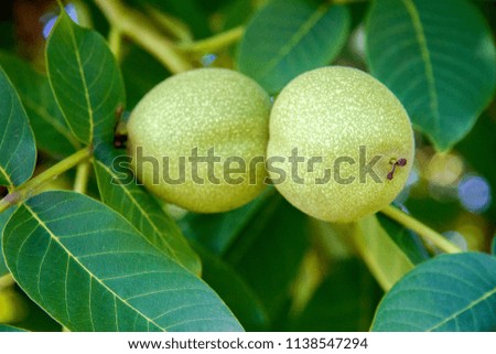 image of green walnuts on a branch of a tree in the garden