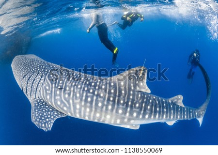 Man and woman observe Whaleshark (varied)