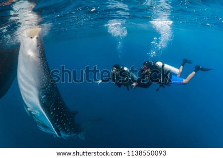 Man and woman - couple - observe Whaleshark (varied)