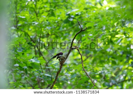 Japanese Paradise Flycatcher. This image was taken in Okinawa Prefecture, Japan