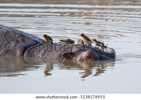 Some oxpeckers sitting on a hippopotamus head while it is realxing in a lake