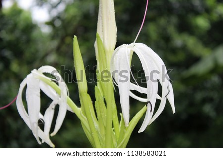 large Giant white spider lily, (Crinum sp.)Poison Bulb growing garden.Also known as Crinum Lily, Cape Lily, Spider Lily,Crinum asiaticum, white flower.rain drops on flowers and buds,natural background
