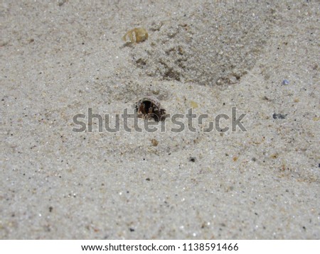 A small hermit crab crawling through the sand on the beach 