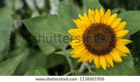 Sunflower natural background, Sunflower blooming, Sunflower oil improves skin health and promote cell regeneration, Thailand Royalty-Free Stock Photo #1138601906