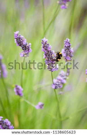 Honey bee isolated, gathering pollen from purple flowers