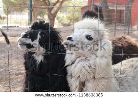 black and white lamas in a zoo
