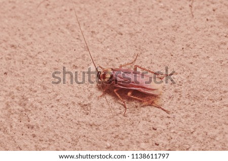 Cockroach on concrete floor