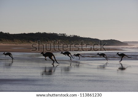 Kangaroos jumping on beach. Early morning in Australia.